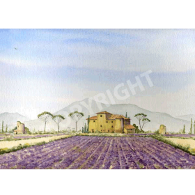 Lavender Fields Of Provence